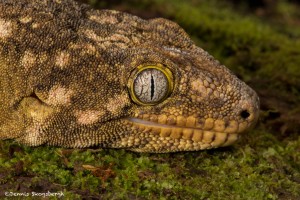 2654 New Caledonian Giant Gecko (Rhacodactylus leachianus).