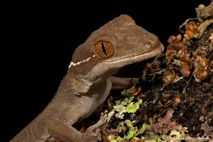 2656 White-lined (Skunk) Gecko (Gekko vittatus).