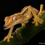 2657 Lined Leaf-tailed Gecko (Uroplatus lineatus).