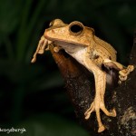 2660 Borneo Eared Frog (Polypedates otilophus).