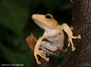 2661 Borneo Eared Frog (Polypedates otilophus).