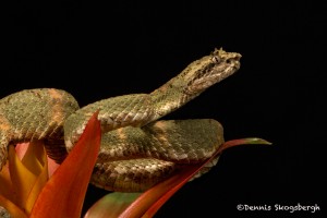 2664 Green Eyelash Viper (Bothriechis schlegelii).