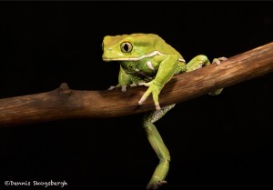 2666 Waxy Monkey Frog (Phyllomedusa sauvagii).