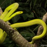 2670 Eastern Green mamba (Dendroaspis angusticeps).