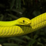 2671 Eastern Green mamba (Dendroaspis angusticeps).