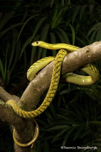 2673 Western Green mamba (Dendroaspis viridis).