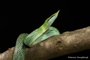 2674 Rhinoceros Ratsnake (Rhynchophis boulengeri).