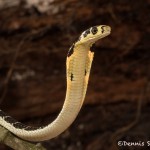 2675 Hatchling King Cobra (Ophiophagus hannah).