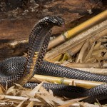 2677 Pakistani Black Cobra (Naja naja karachiensis).