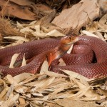 2678 Red Spitting Cobra (Naja mossambica pallida).
