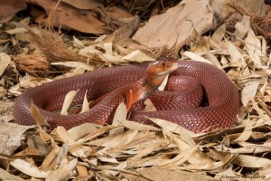 2678 Red Spitting Cobra (Naja mossambica pallida).