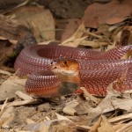 2679 Red Spitting Cobra (Naja pallida).