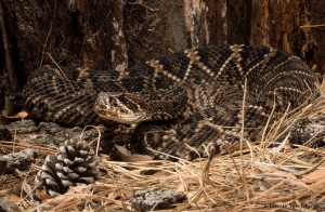 2682 Eastern Diamondback Rattlesnake (Crotalus adamanteus).