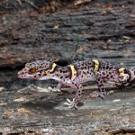 2685 Chinese Cave Gecko (Goniurosaurus luii).