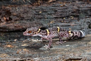 2685 Chinese Cave Gecko (Goniurosaurus luii).