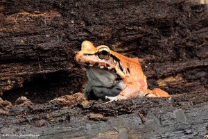 2686 Smokey Jungle Frog (Leptodactylus pentadactylus).