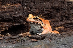 2686 Smokey Jungle Frog (Leptodactylus pentadactylus). Native to Bolivia, Brazil, Columbia, Ecuador and Peru.