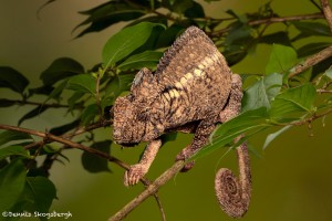 2692 Ostelot's or Malagasy Giant Chameleon (Furcifer oustaleti).