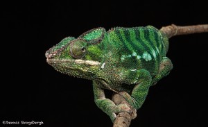 2693 Panther Chameleon (Furcifer pardalis).