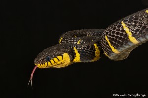 2695 Gold-ringed Mangrove snake (Boiga dendrophila).