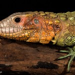 2699 Caimen Lizard (Dracaena guianensis).