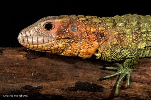 2699 Caimen Lizard (Dracaena guianensis).