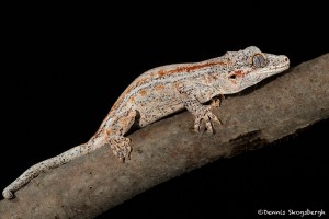 2700 Gargoyle Gecko or New Caledonian Bumpy Gecko (Rhacodactylus auriculatusis).