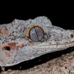 2701 Gargoyle Gecko or New Caledonian Bumpy Gecko (Rhacodactylus auriculatusis).