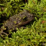 2702 Rough-skinned Mossy Frog (Theloderma bicolor).