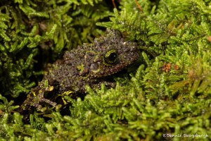 2702 Rough-skinned Mossy Frog (Theloderma bicolor).