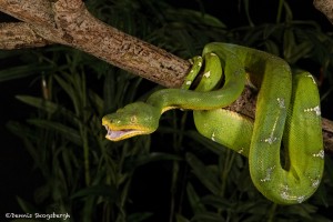 2703 Emerald Tree Boa (Corallus caninus).