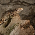 2705 Savannah Monitor (Varanus exanthematicus).