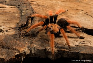 2708 Mexican Painted Leg or FireTarantula (Brachypelma bohemi).