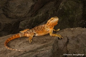 2710 Bearded Dragon (Pogona vitticeps).