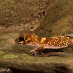 2711 Thick-tailed-Gecko (Underwoodisaurus milii).