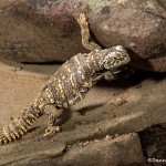 2713 Egyptian Uromastyx (Uromastux aegyptia) Spiney-tailed Agamid Lizard.