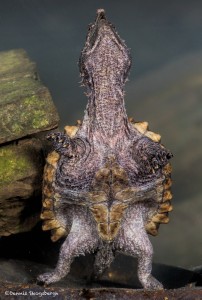 2723 Alligator Snapping Turtle (Macrochelys temminckii).