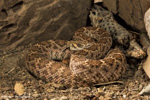 2725 Western Diamondback Rattlesnake (Crotalus atrox).