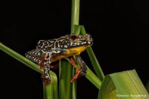 2727 Female Hieroglyphic Reed Frog (Hyperolius hieroglyphicus).