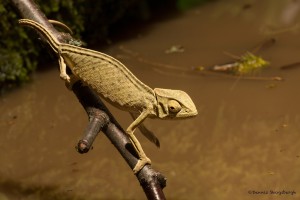 2731 African Cameleon (Chamaeleo africanus).