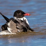 2732 Laughing Gull (Leukophaeus atricilla).