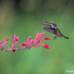 2733 Immature Female Ruby-throated Hummingbird (Archilochus colubris).