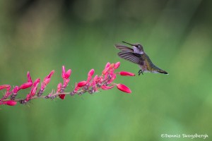 2733 Immature Female Ruby-throated Hummingbird (Archilochus colubris).