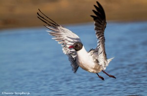 2734 Laughing Gull (Leukophaeus atricilla).