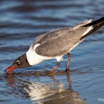 2737 Laughing Gull (Leukophaeus atricilla).