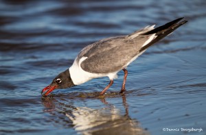 2737 Laughing Gull (Leukophaeus atricilla).