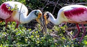 2740 Roseate Spoonbill (Platalea ajaja).