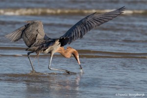 2742 Reddish Egret (Egretta rufescens).