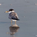 2743 Juvenile Least Tern (Sternula antillarum).