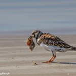 2747 Female, Breeding Ruddy Turnstone (Arenaria interpres).